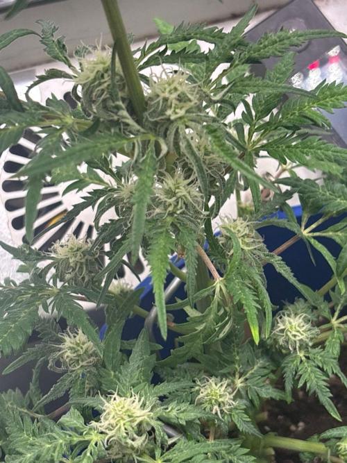 Frosty auto freak hey Abby 420pro. Week 8 - Week:8 day:1