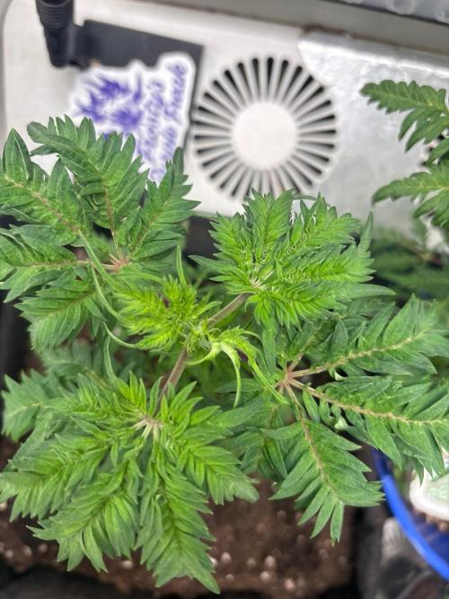 Frosty's purple Freak hey abby. Week 11 - Week:10 day:1