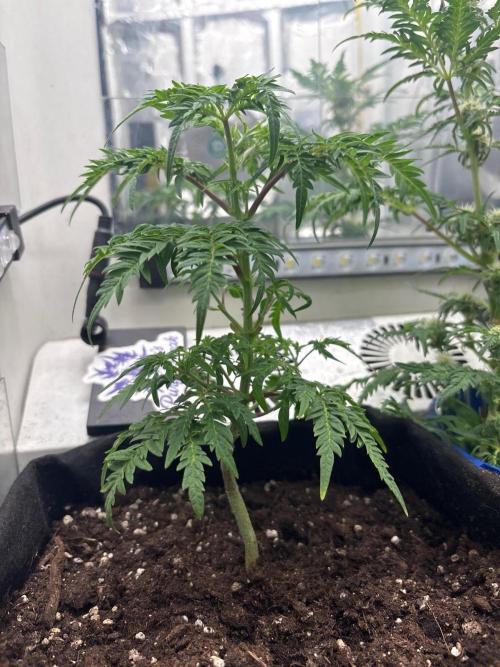 Frosty's purple Freak hey abby. Week 11 - Week:10 day:1