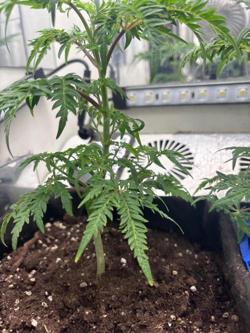Frosty's purple Freak hey abby. Week 11 - Week:10 day:1