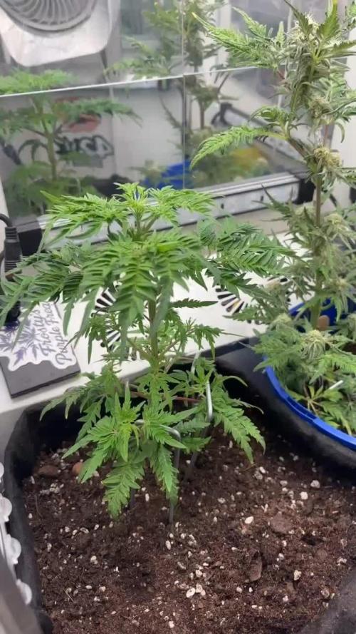 Frosty’s Purple Freak. Week 11