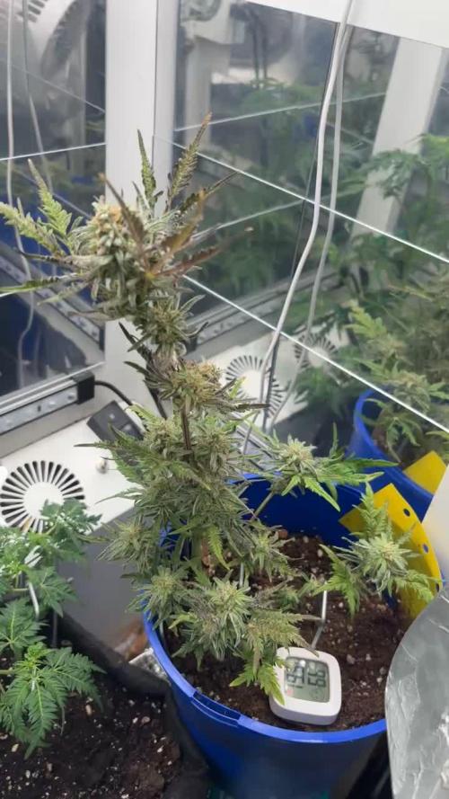 Frosty auto freak hey Abby 420pro