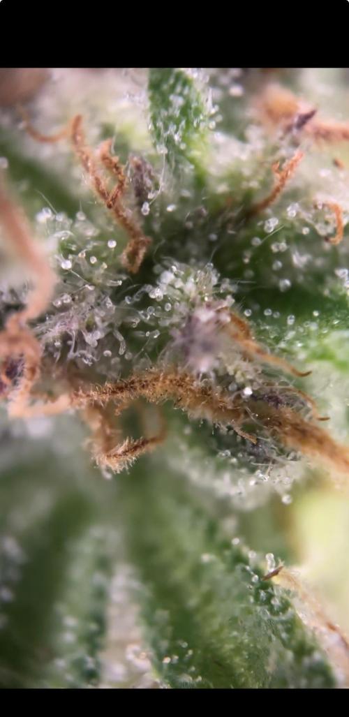 Frosty auto freak hey Abby 420pro. Week 11