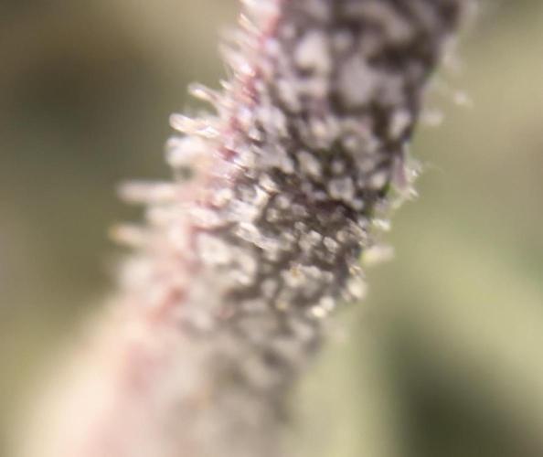 Frosty auto freak hey Abby 420pro. Week 11