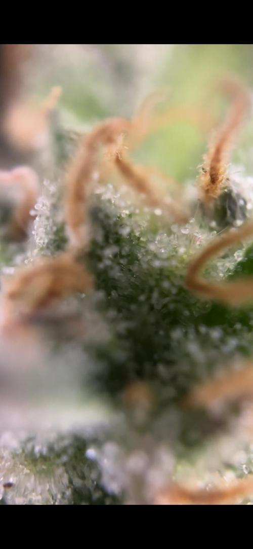 Frosty auto freak hey Abby 420pro. Week 11