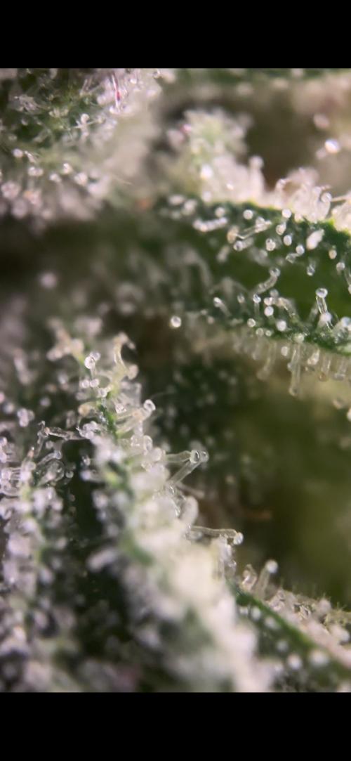 Frosty auto freak hey Abby 420pro. Week 11