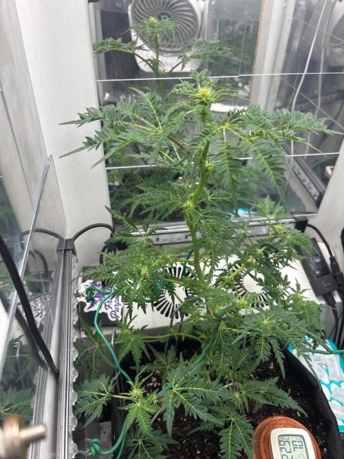Frosty's purple Freak hey abby. Week 14 - Week:3 day:3 flower