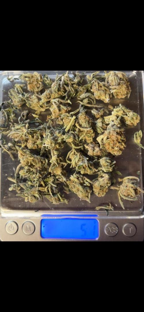 Frosty auto freak hey Abby 420pro. Week 11