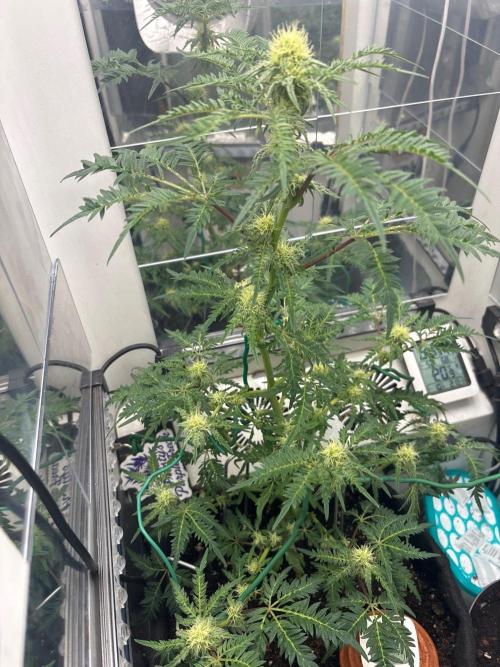 Frosty's purple Freak hey abby. Week 15 - Week:4  day:3 flower 