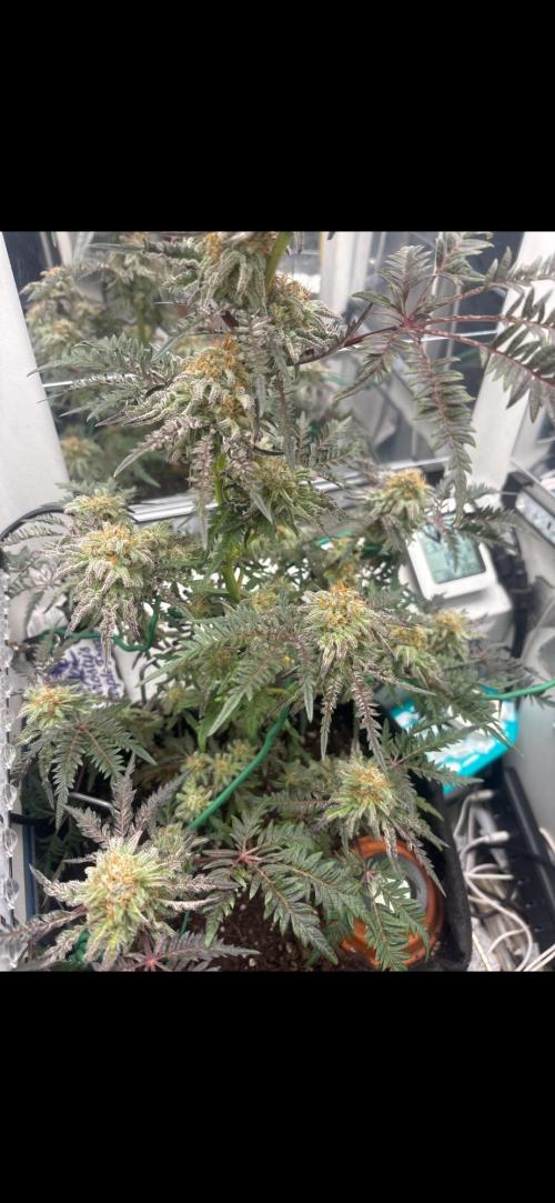 Frosty's purple Freak hey abby. Week 18 - Week:7 day:3