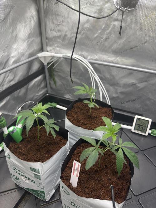 Zozay - Relentless Genetics. Week 1 - Right after transplanting the clones 