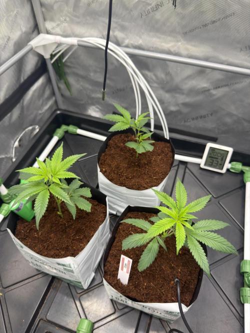 Zozay - Relentless Genetics. Week 1 - 1-2 days after transplant
