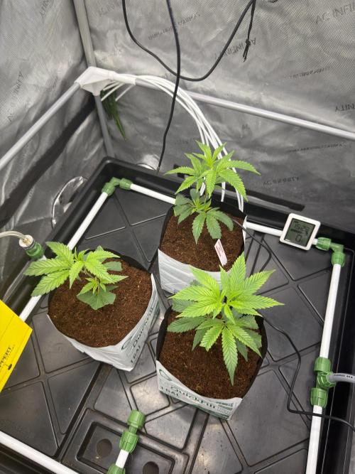 Zozay - Relentless Genetics. Week 1 - 4 days after transplant