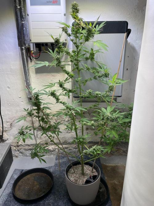 Battle of Systems: Chocolate Wafflez. Week 25 - 20251109, Team Lechuza, Day 167