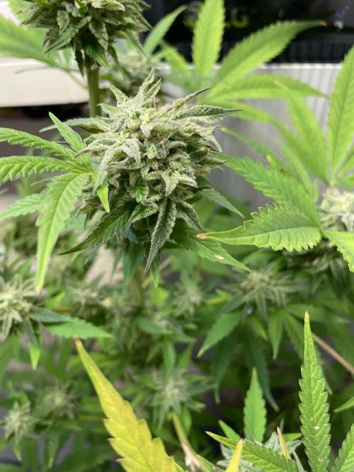 Battle of Systems: Chocolate Wafflez. Week 25 - 20251109, Team Lechuza, Day 167