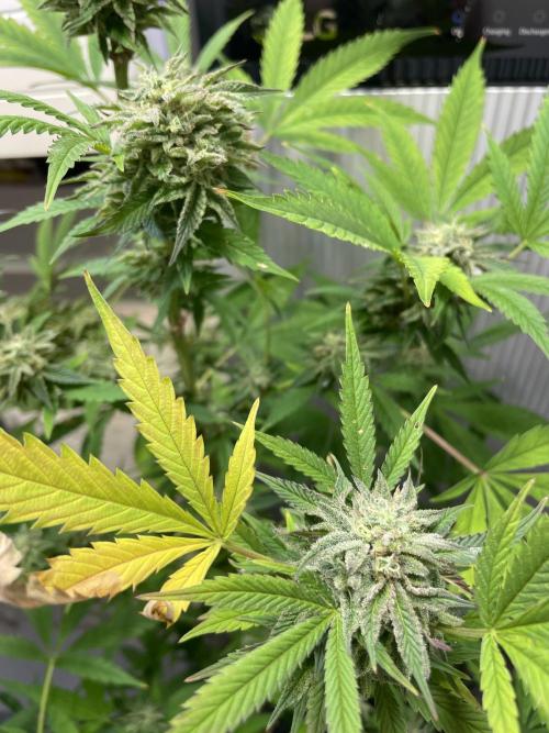 Battle of Systems: Chocolate Wafflez. Week 25 - 20251109, Team Lechuza, Day 167