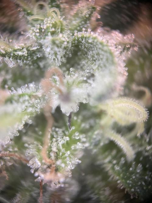 Battle of Systems: Chocolate Wafflez. Week 25 - 20251109, Team Lechuza, Day 167