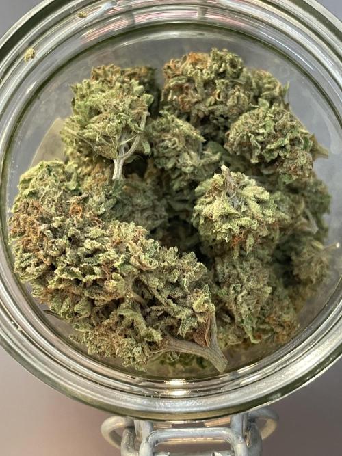 Battle of Systems: Chocolate Wafflez. Week 26 - 20251121, Team Lechuza, Premium Buds