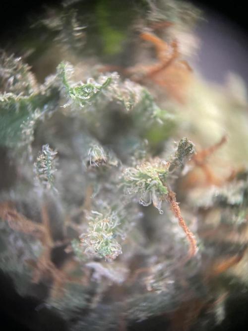 Battle of Systems: Chocolate Wafflez. Week 26 - 20251121, Team Lechuza, Premium Buds Trichoms