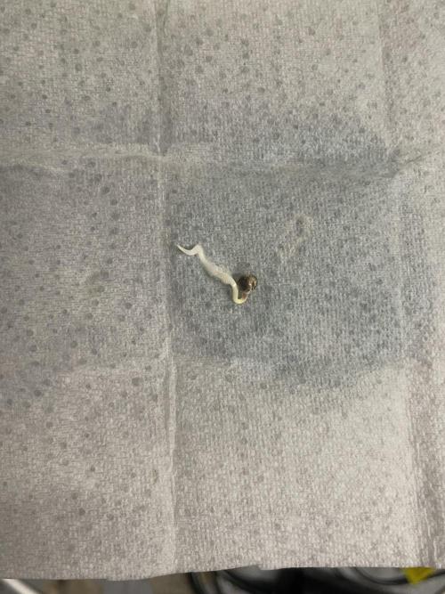 CBD Winter Paradise. Week 0 - 20251124 CBDelight, Germination