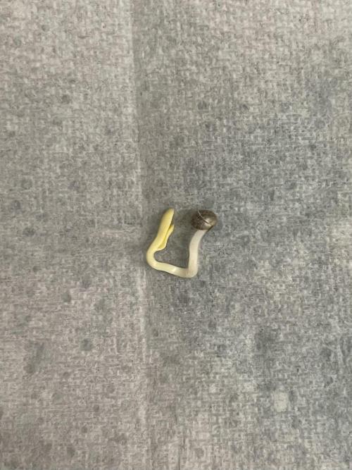 CBD Winter Paradise. Week 0 - 20251124 CBDRelax, Germination