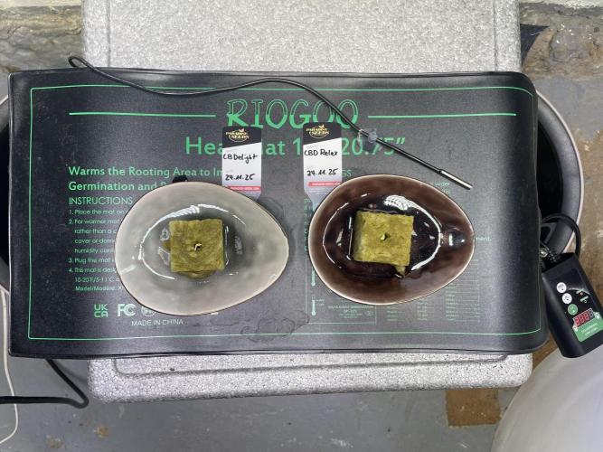 CBD Winter Paradise. Week 0 - 20251124 CBDelight and CBDRelax, Day 0