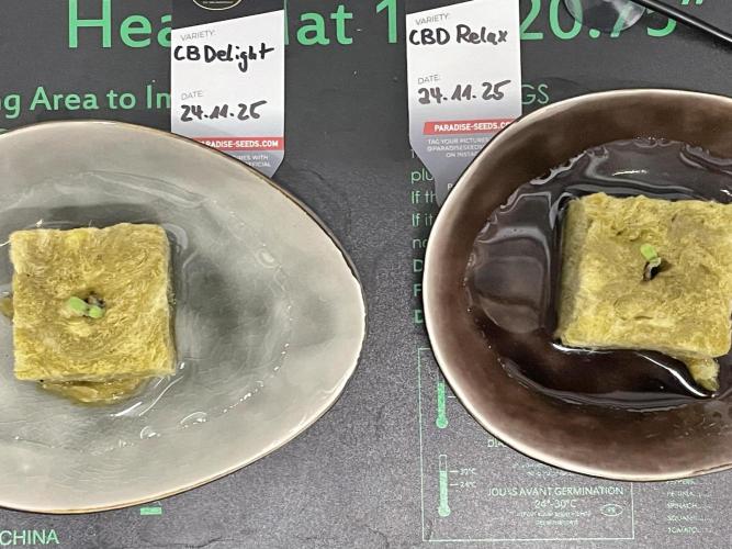 CBD Winter Paradise. Week 0 - 20251125 CBDelight and CBDRelax, Day 1