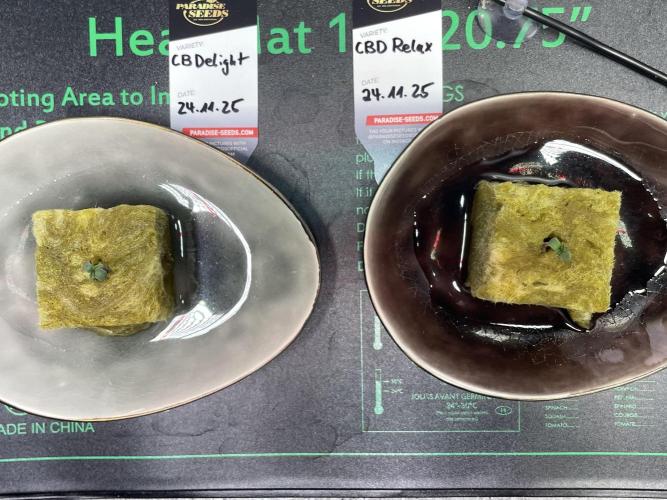 CBD Winter Paradise. Week 0 - 20251126 CBDelight and CBDRelax, Day 2