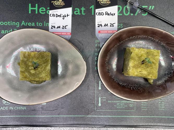 CBD Winter Paradise. Week 0 - 20251127 CBDelight and CBDRelax, Day 3