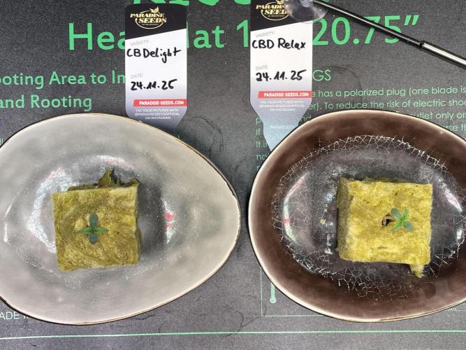 CBD Winter Paradise. Week 0 - 20251128 CBDelight and CBDRelax, Day 4