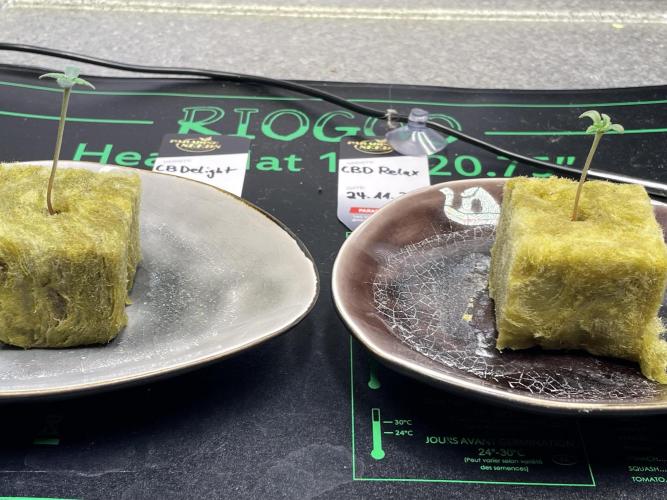 CBD Winter Paradise. Week 0 - 20251128 CBDelight and CBDRelax, Day 4