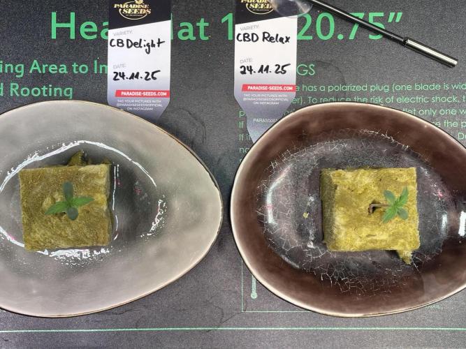 CBD Winter Paradise. Week 0 - 20251129 CBDelight and CBDRelax, Day 5