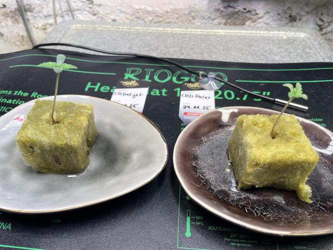 CBD Winter Paradise. Week 0 - 20251129 CBDelight and CBDRelax, Day 5