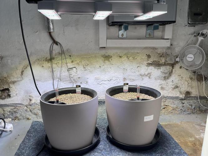 CBD Winter Paradise. Week 1 - 20251201, Lechuza LS 35