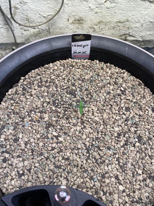 CBD Winter Paradise. Week 1 - 20251201, CBDelight after transplant