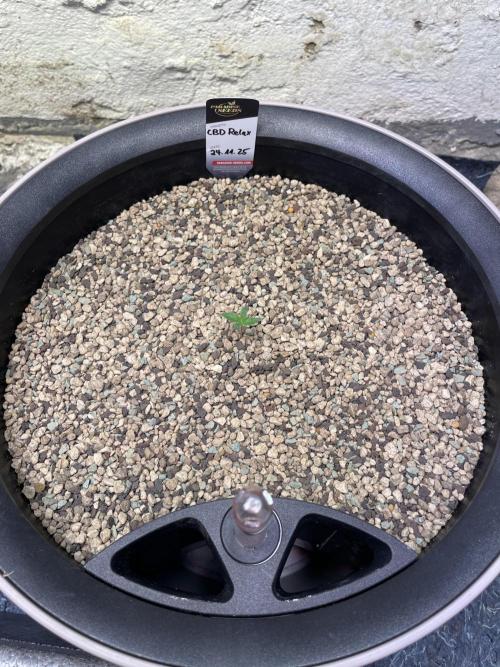 CBD Winter Paradise. Week 1 - 20251201, CBDRelax after transplant