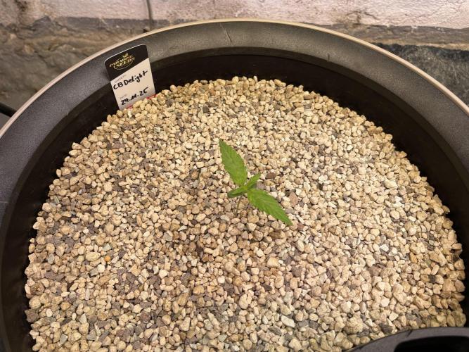 CBD Winter Paradise. Week 1 - 20251206, CBDelight, Day 12