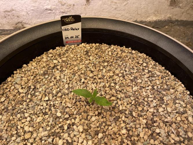 CBD Winter Paradise. Week 1 - 20251206, CBDRelax, Day 12