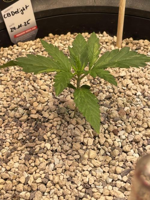 CBD Winter Paradise. Week 2 - 20251213, CBDelight, Day 19 