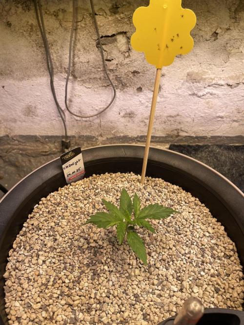 CBD Winter Paradise. Week 2 - 20251213, CBDelight, Day 19