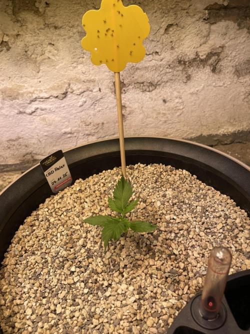 CBD Winter Paradise. Week 2 - 20251213, CBDRelax, Day 19