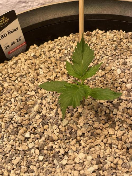 CBD Winter Paradise. Week 2 - 20251213, CBDRelax, Day 19