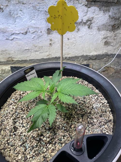 CBD Winter Paradise. Week 3 - 20251220, CBDRelax, Day 19