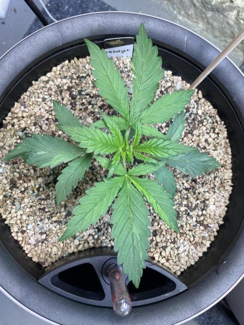 CBD Winter Paradise. Week 3 - 20251220, CBDelight, Day 19