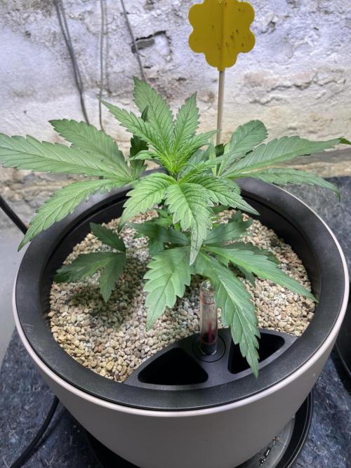 CBD Winter Paradise. Week 4 - 20251227, CBDelight, Day 33