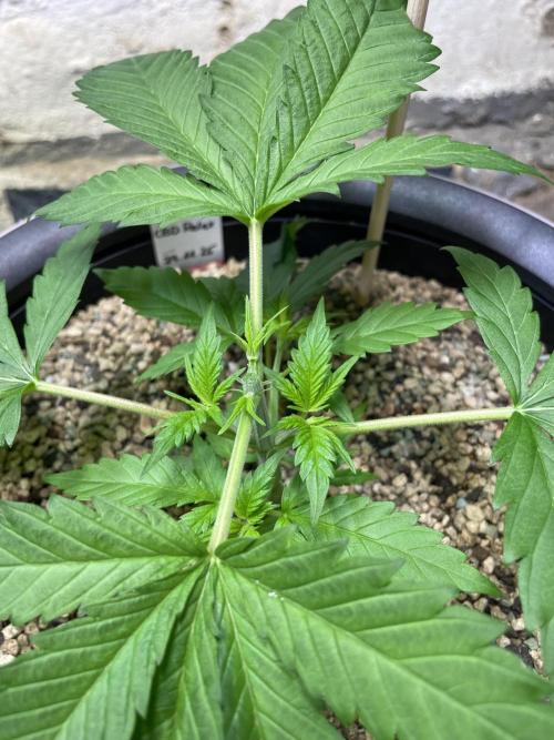 CBD Winter Paradise. Week 4 - 20251227, CBDRelax, Day 33, Topping