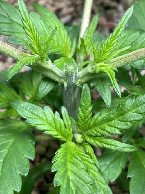 CBD Winter Paradise. Week 4 - 20251227, CBDelight, Day 33, Topping