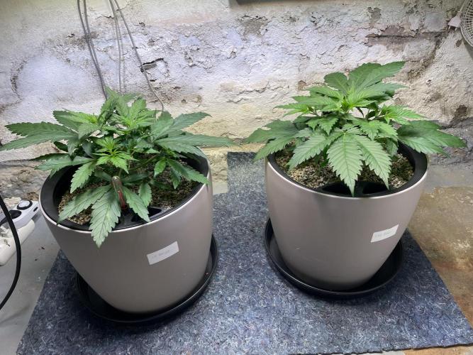 CBD Winter Paradise. Week 5 - 20260103, CBDelight and CBDRelax, Day 40