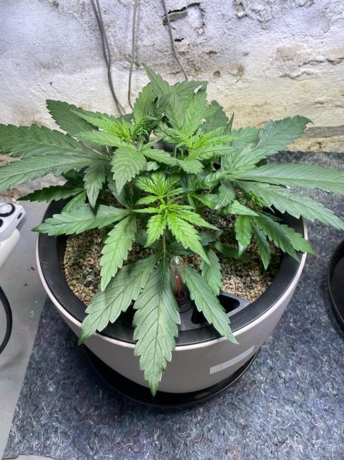 CBD Winter Paradise. Week 5 - 20260103, CBDelight, Day 40