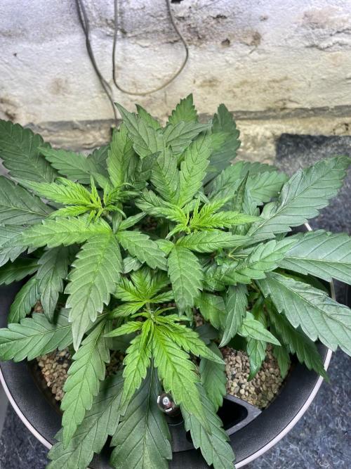 CBD Winter Paradise. Week 5 - 20260103, CBDelight, Day 40